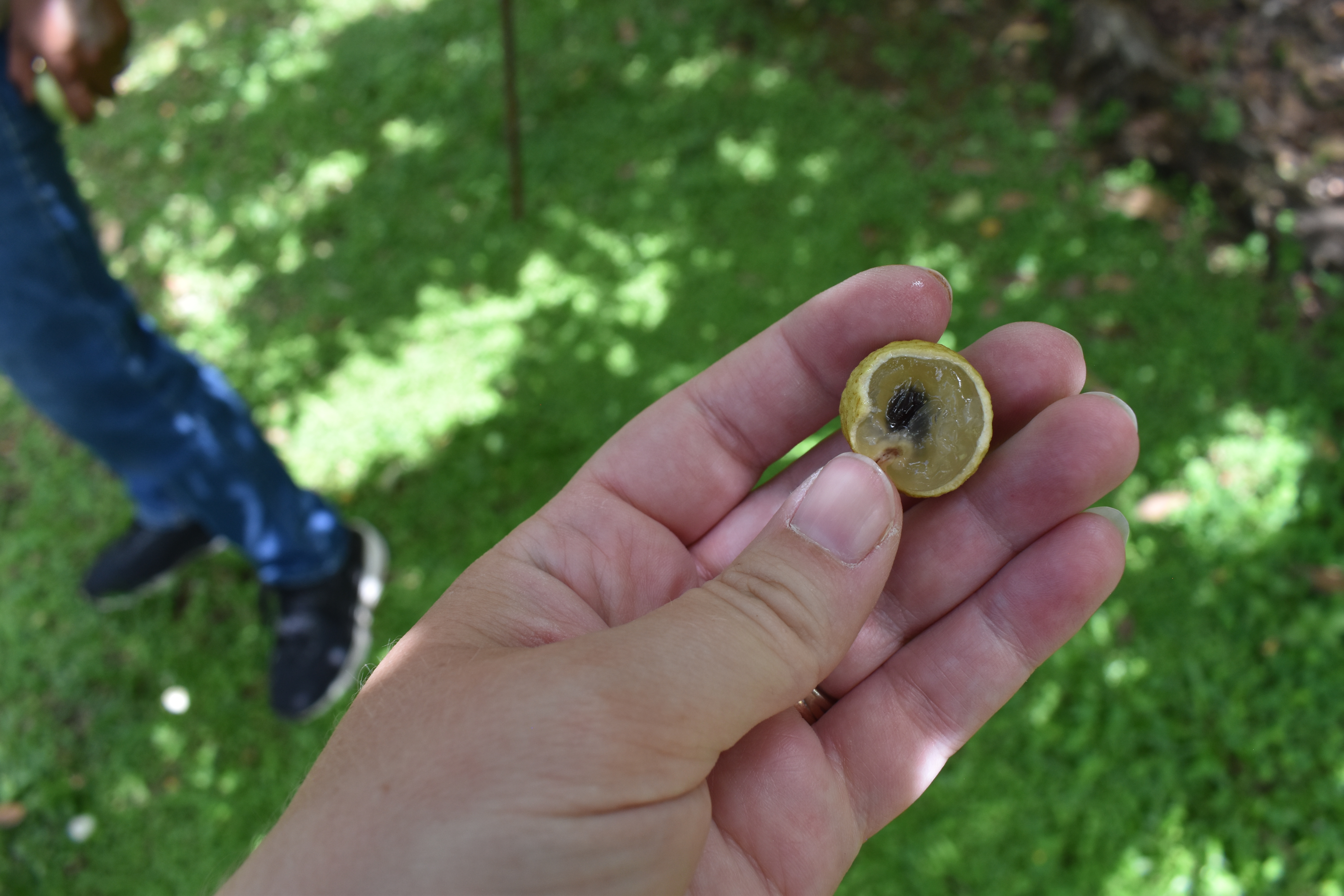 Photo 12 - Longan  cut.JPG